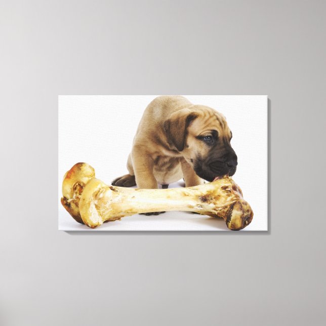 Great Dane puppy with bone in studio Canvas Print (Front)