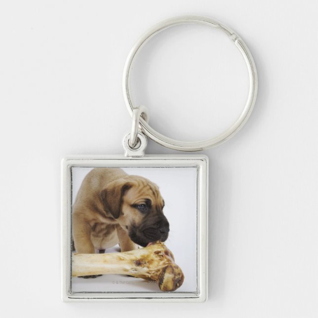 Great Dane puppy with bone in studio Keychain (Front)