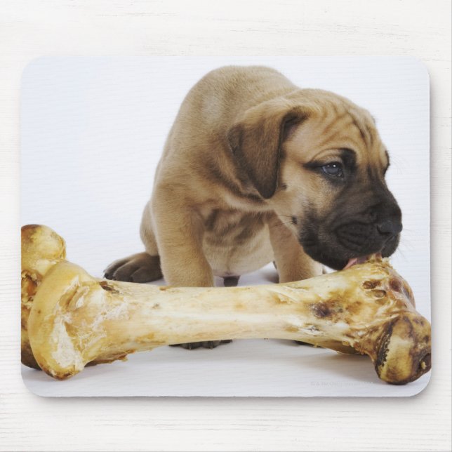 Great Dane puppy with bone in studio Mouse Pad (Front)