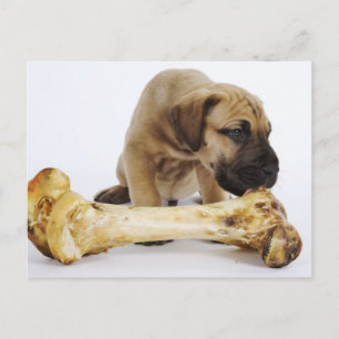 Great Dane puppy with bone in studio Postcard