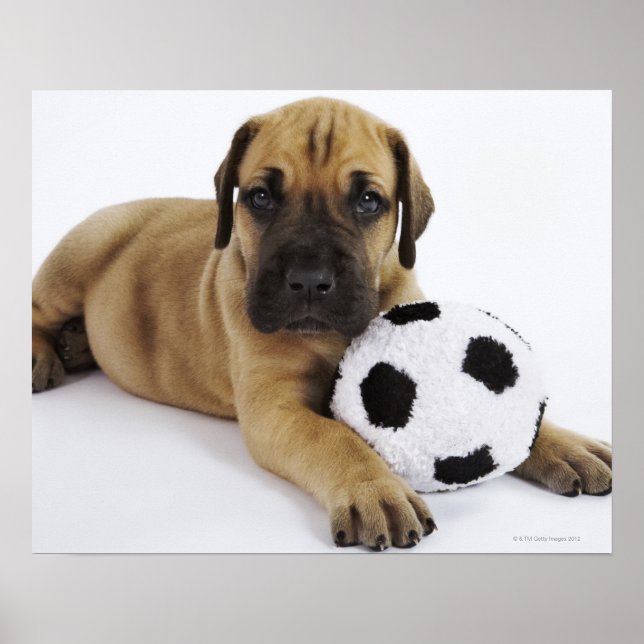 Great Dane puppy with toy soccer ball Poster (Front)