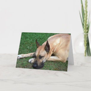Great Dane resting Card