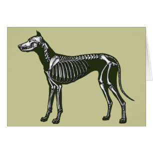 Great Dane skeleton