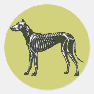Great Dane skeleton Classic Round Sticker