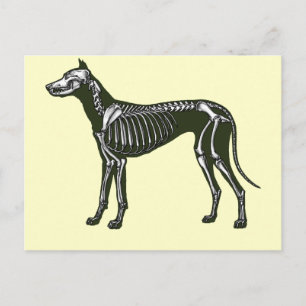 Great Dane skeleton Postcard