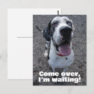 Great Dane waiting for you Postcard