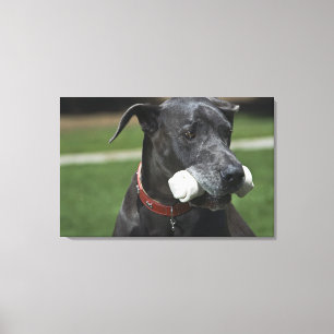 Great Dane with bone Canvas Print