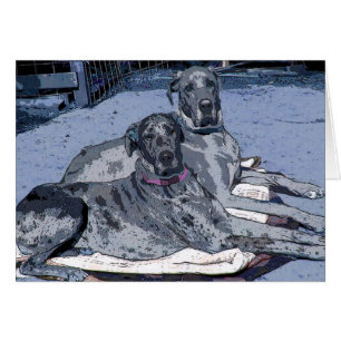 Great Danes Hero and Hope