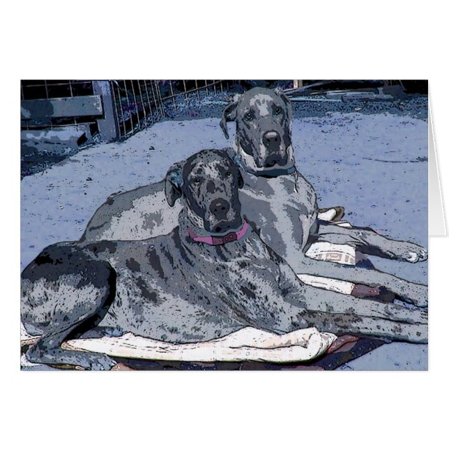 Great Danes Hero and Hope (Front Horizontal)