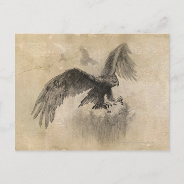 Great Eagles Sketch Postcard (Front)