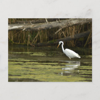 Great Egret bird in the water Postcard