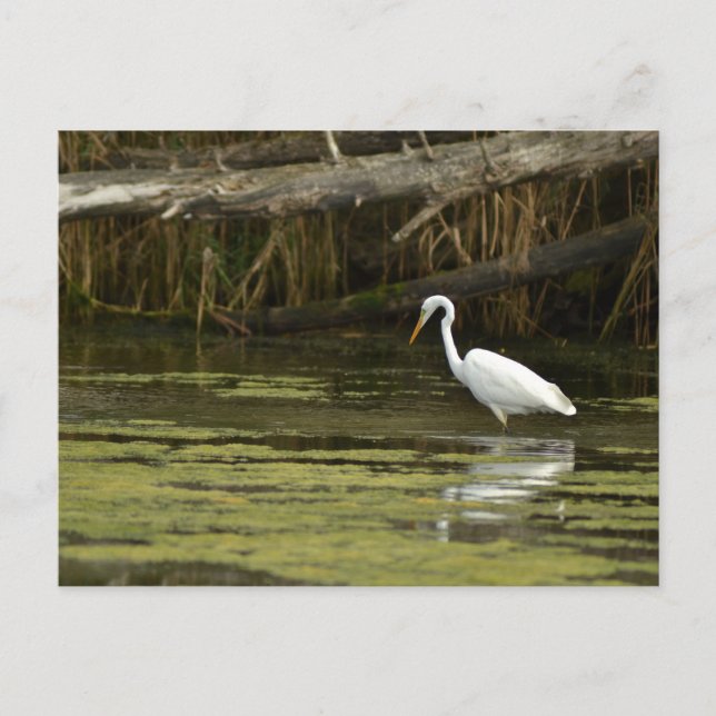 Great Egret bird in the water Postcard (Front)