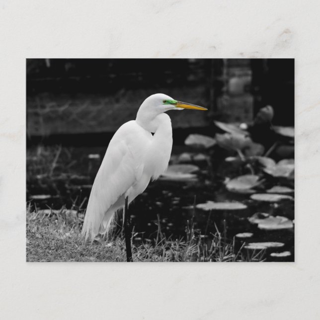Great egret bird postcard (Front)