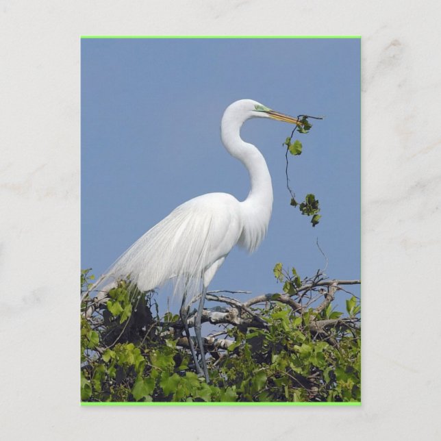 Great Egret, carte postale de Floride (Devant)