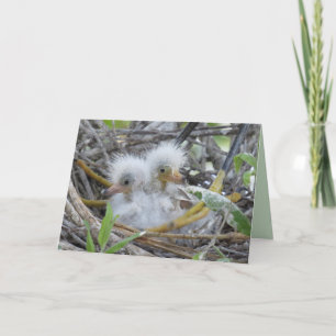 Great Egret Chicks Greeting Card