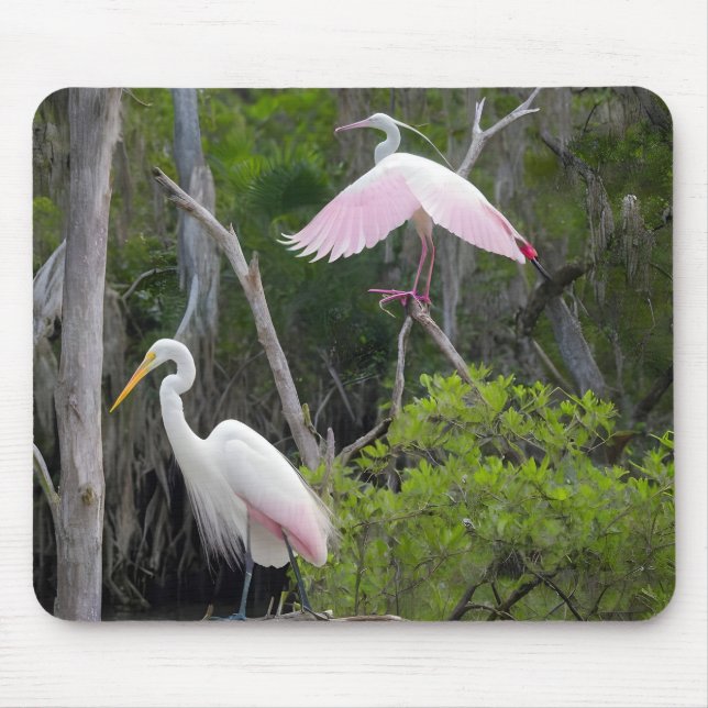 Great Egret Dominance Over Roseate Spoonbill. Mouse Pad (Front)