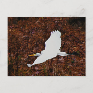 Great Egret in Flight Postcard