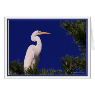 Great Egret in tree: