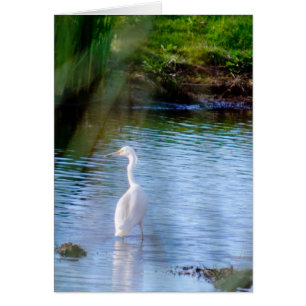 Great egret in wetlands