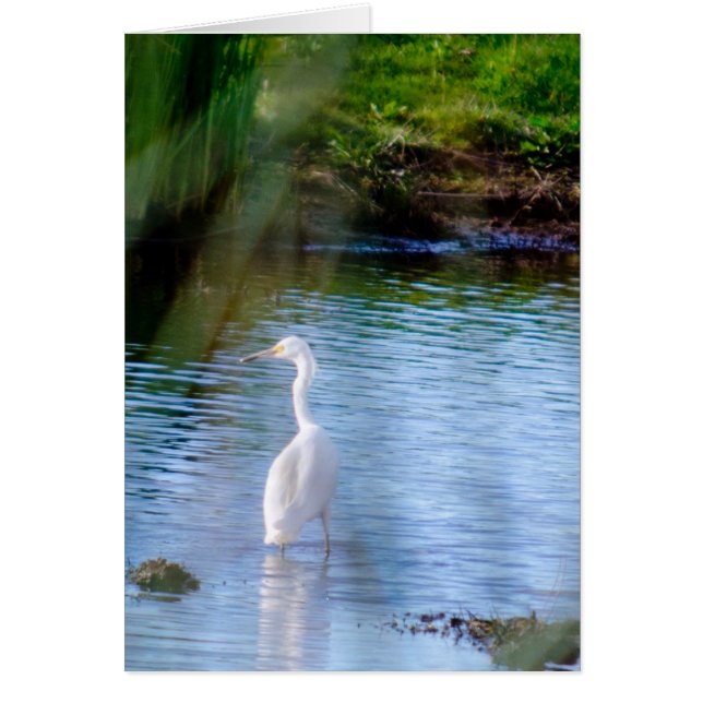Great egret in wetlands (Front)