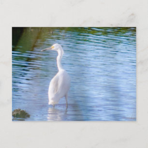 Great egret in wetlands postcard