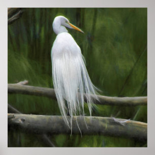 Great Egret LIGHT AS A FEATHER Poster