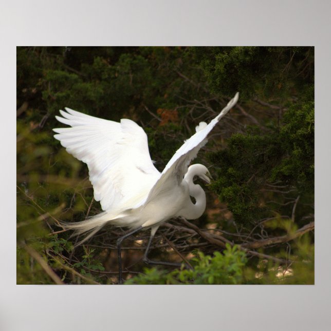 Great Egret Photo Poster (Front)