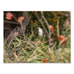 Great Egret Photo Print