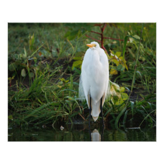 Great Egret Photo Print
