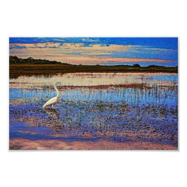 Great Egret Photo Print (Front)