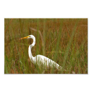 Great Egret Photo Print