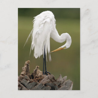 Great Egret Postcard