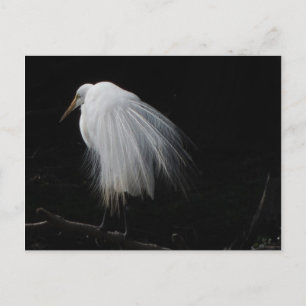 Great Egret Postcard