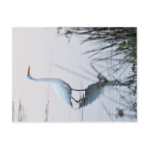 Great Egret