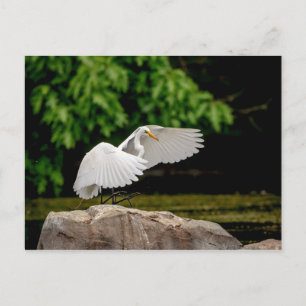 Great Egret Postcard