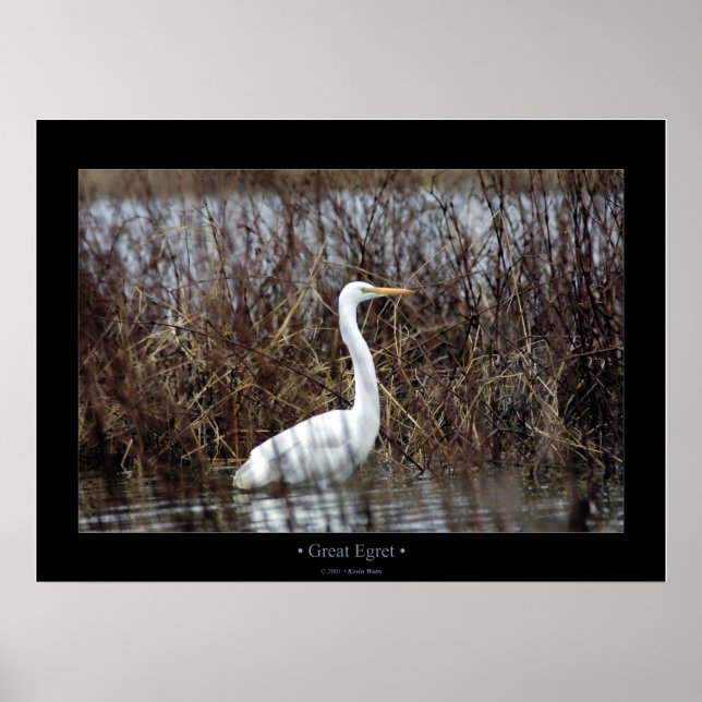 Great Egret Poster (Front)