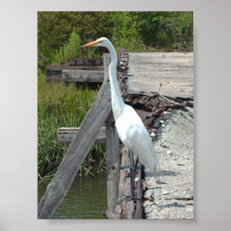 Great Egret Poster