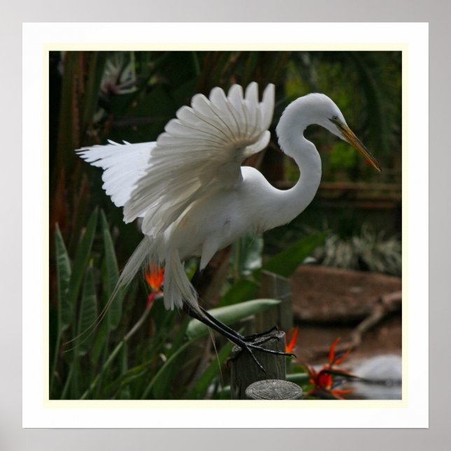 Great Egret Print (Front)