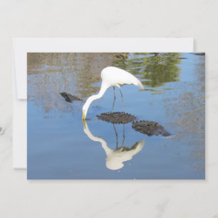 Great Egret Rides on Alligator - Flat Card