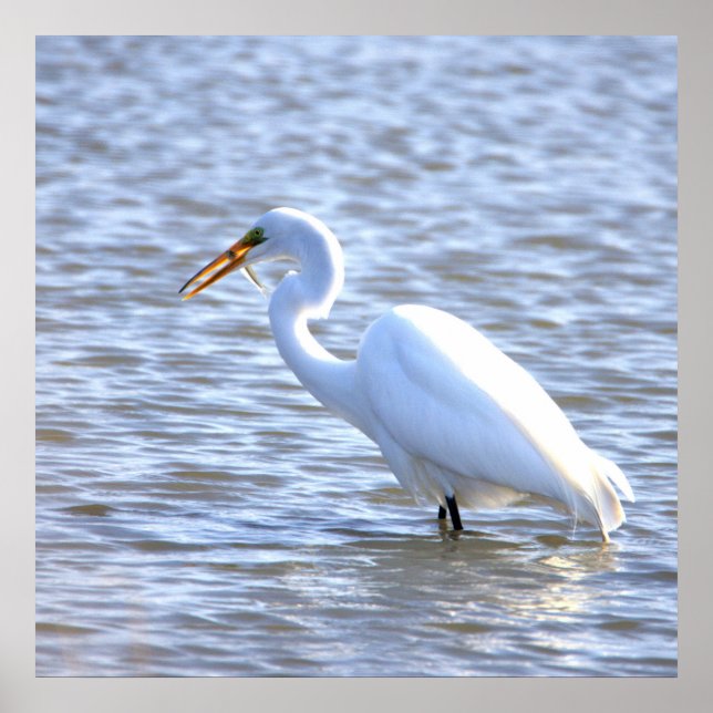 Great Egret with Fish Poster (Front)