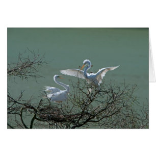 Great Egrets