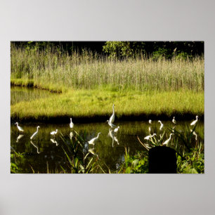 Great Egrets in the Marsh Poster