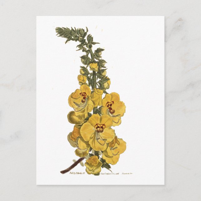 Great Flowered Celsia Postcard (Front)