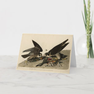 Great-footed Hawk from Audubon's Birds of America Card