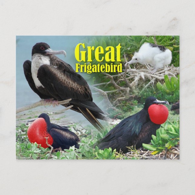 Great Frigatebird, Midway Atoll, Hawaiian Islands Postcard (Front)