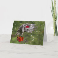 Great Gray Owl Santa