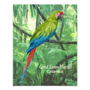 Great Green Macaw Costa Rica Design Photo Print