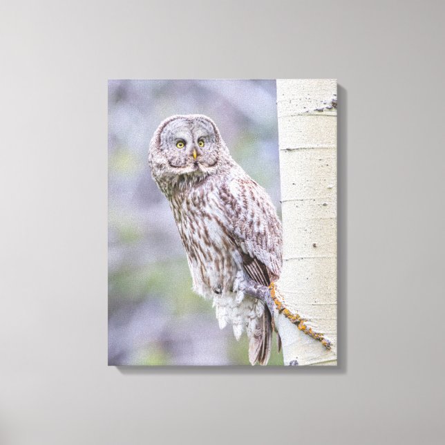 Great Grey Aspen Tree Branch Canvas Print (Front)