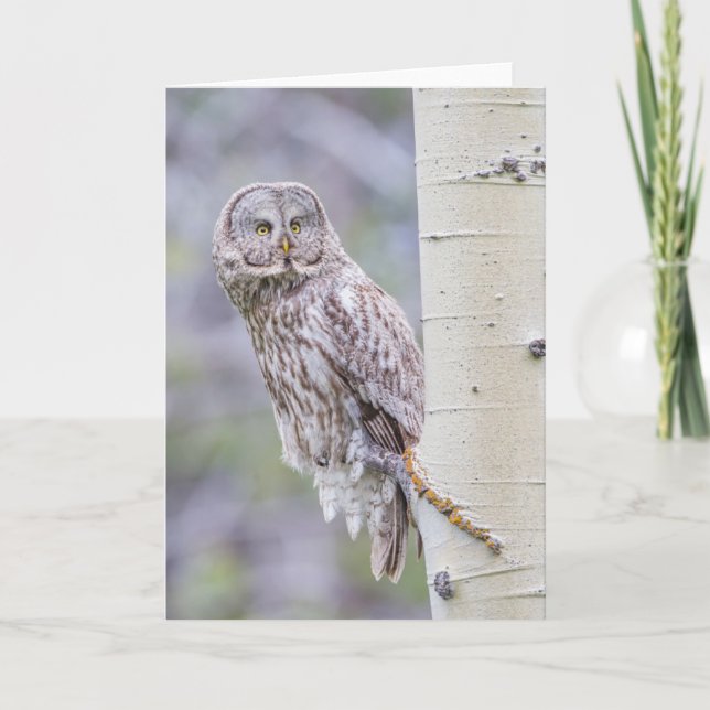 Great Grey Aspen Tree Branch Card (Front)