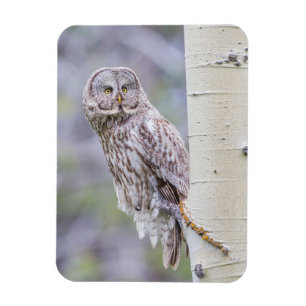 Great Grey Aspen Tree Branch Magnet